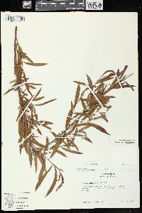 Salix exigua subsp. interior image