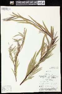 Salix exigua subsp. interior image