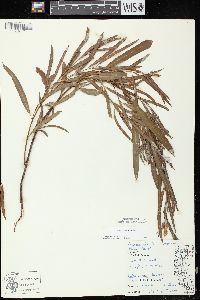 Salix exigua subsp. interior image