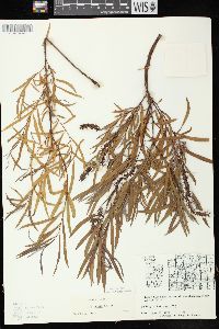 Salix exigua subsp. interior image