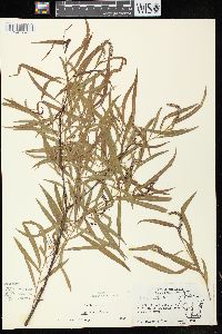 Salix exigua subsp. interior image