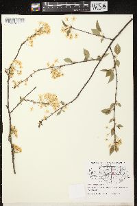 Prunus pensylvanica image