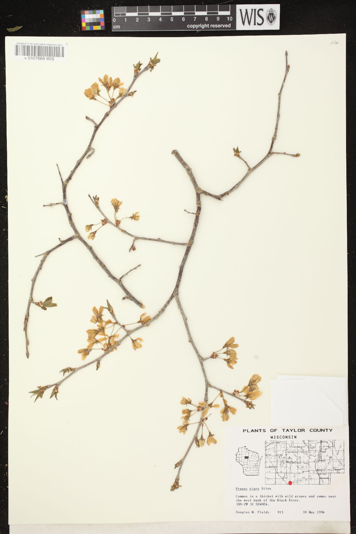 Prunus nigra image
