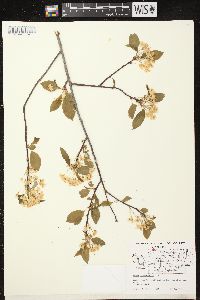 Prunus pensylvanica image