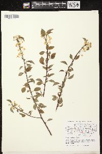 Prunus pensylvanica image