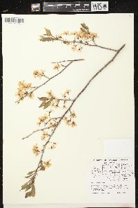 Prunus nigra image