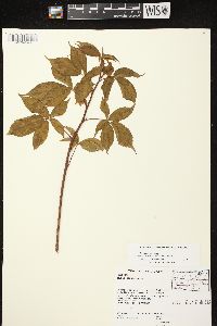 Rubus canadensis image