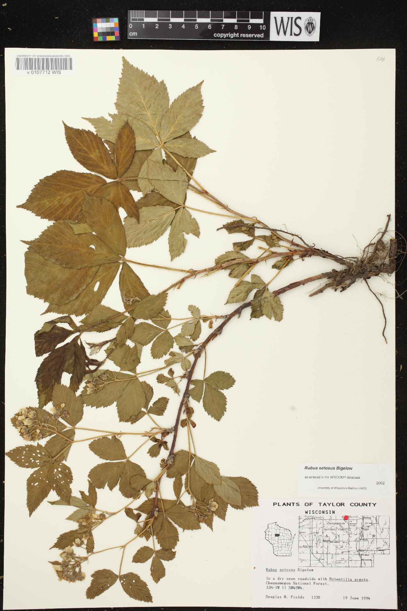 Rubus setosus image