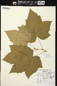 Rubus parviflorus image