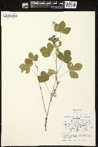 Rubus hispidus image