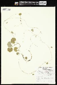 Hydrocotyle americana image