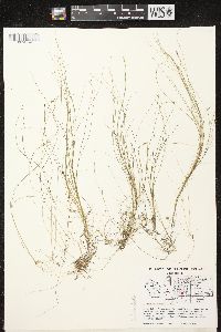 Schoenoplectus subterminalis image