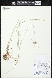 Eriophorum virginicum image