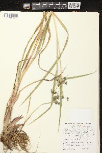 Scirpus microcarpus image