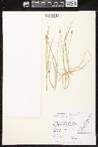 Carex bebbii image