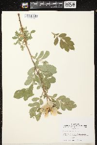 Rosa arkansana image