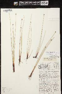 Eleocharis elliptica image