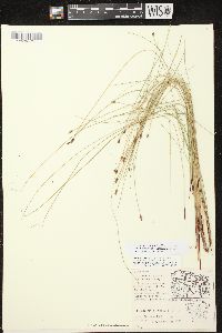 Eleocharis elliptica image