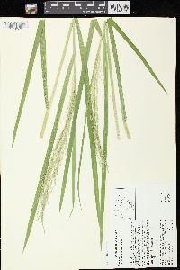 Glyceria grandis image