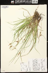 Carex flava image