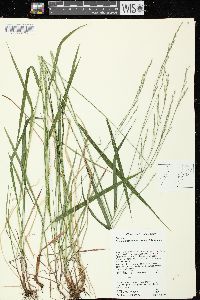 Festuca subverticillata image