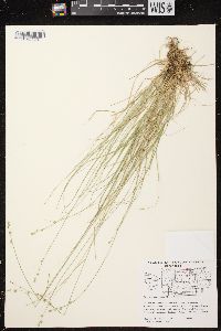 Carex brunnescens subsp. sphaerostachya image