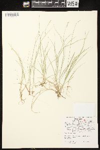 Carex disperma image