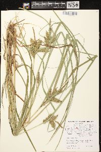 Carex retrorsa image