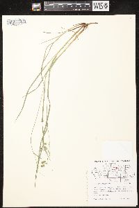 Carex magellanica image