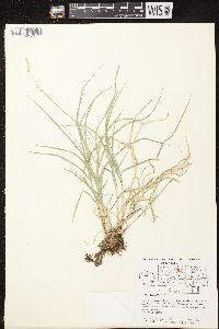 Carex projecta image