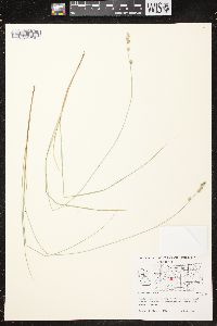 Carex canescens image