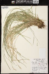 Carex bromoides image