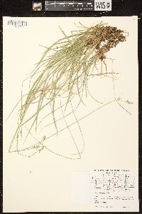 Carex deweyana var. deweyana image