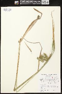 Carex comosa image