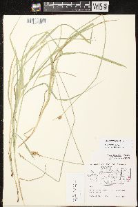 Carex projecta image