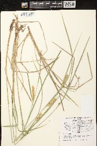 Carex vesicaria image