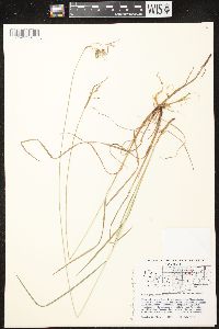 Carex magellanica image