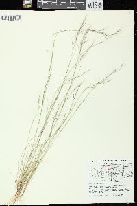 Aristida basiramea image