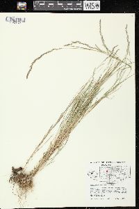 Muhlenbergia mexicana image