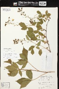 Rubus regionalis image