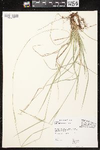 Carex assiniboinensis image