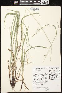 Carex formosa image