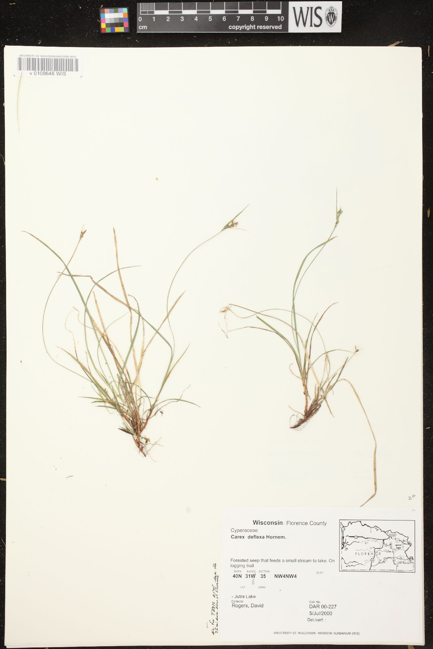 Carex deflexa var. deflexa image