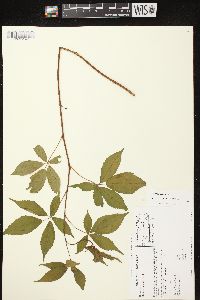 Rubus canadensis image