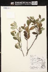 Aronia melanocarpa image