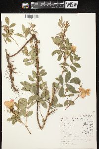 Rosa carolina subsp. carolina image