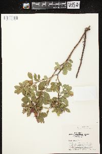 Rosa carolina subsp. carolina image