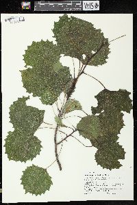 Populus grandidentata image