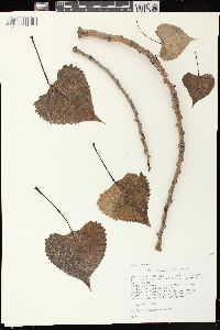 Populus deltoides subsp. monilifera image