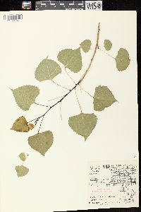 Populus deltoides subsp. monilifera image